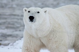 El oso polar